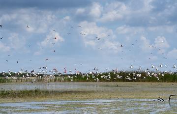 Lake Okeechobee Media Event - AIS0626