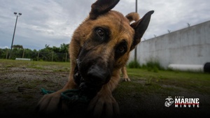 Marine Minute: PCS With Pets