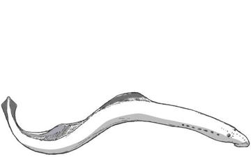 Forest Service Podcast: Don’t Judge a Lamprey by Its Teeth: Genetic analysis shows need to reconsider species classification, possibly influencing conservation decisions