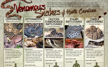 Venemous Snakes in North Carolina