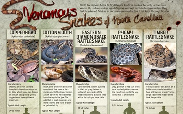 North Carolina Venomous Snakes