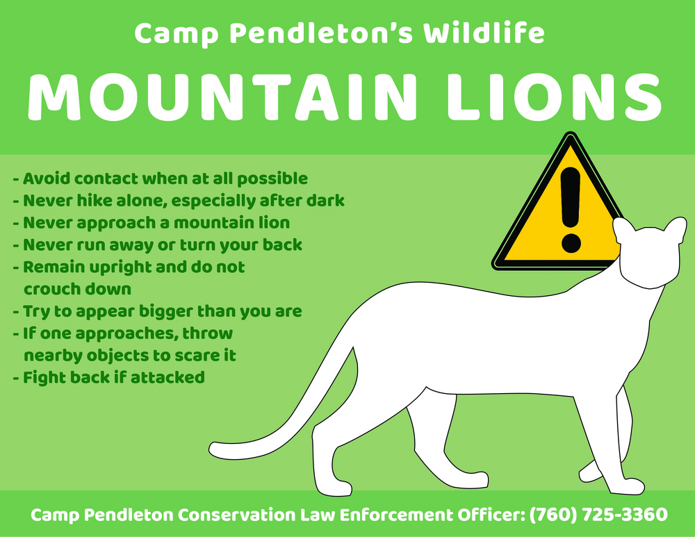 Camp Pendleton&amp;#39;s Wildlife: Mountain Lions