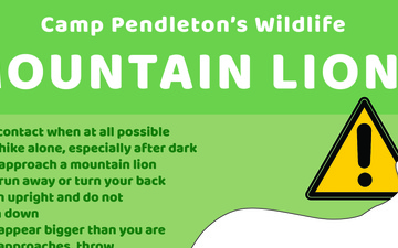 Camp Pendleton&amp;#39;s Wildlife: Mountain Lions