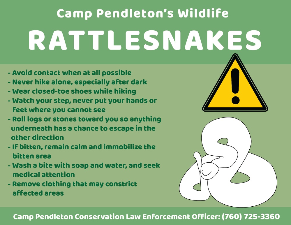 Camp Pendleton&amp;#39;s Wildlife: Rattlesnakes