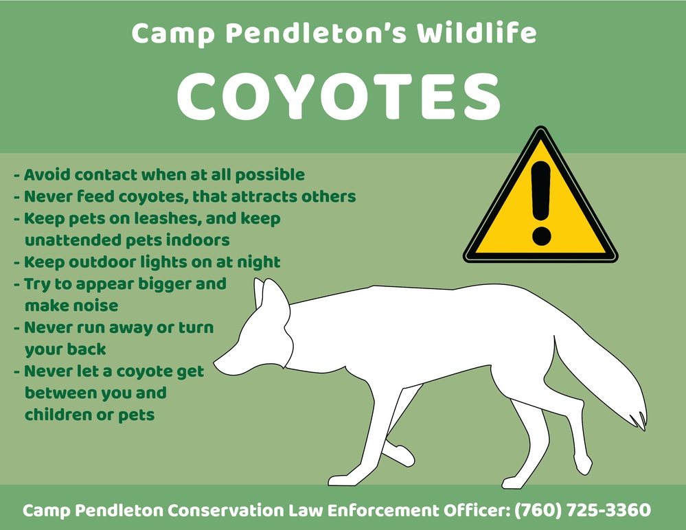 Camp Pendleton&amp;#39;s Wildlife: Coyotes