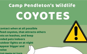 Camp Pendleton&amp;#39;s Wildlife: Coyotes