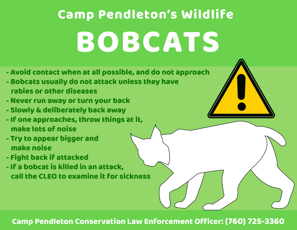 Camp Pendleton&amp;#39;s Wildlife: Bobcats