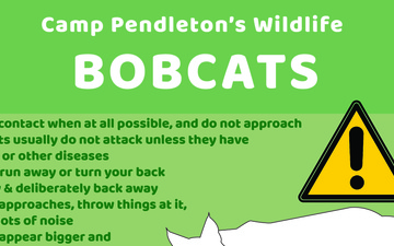 Camp Pendleton&amp;#39;s Wildlife: Bobcats