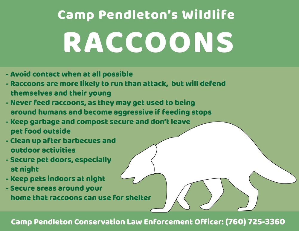 Camp Pendleton&amp;#39;s Wildlife: Raccoons