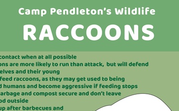 Camp Pendleton&amp;#39;s Wildlife: Raccoons