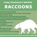 Camp Pendleton&amp;#39;s Wildlife: Raccoons