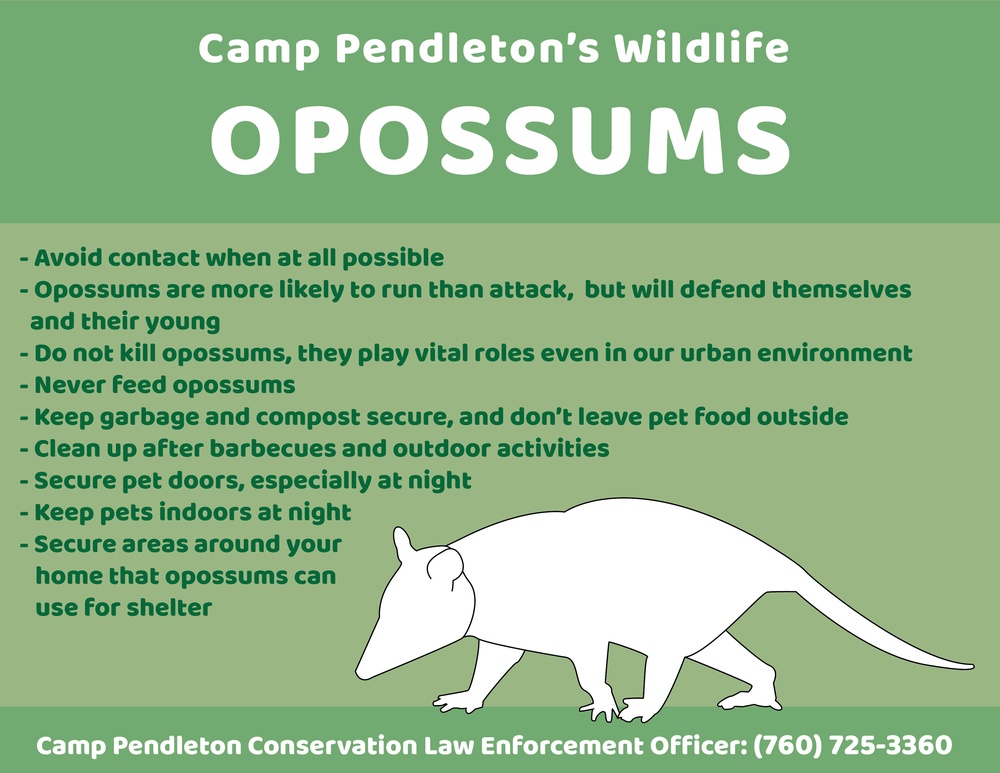 Camp Pendleton&amp;#39;s Wildlife: Opossums