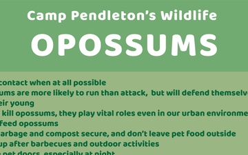 Camp Pendleton&amp;#39;s Wildlife: Opossums