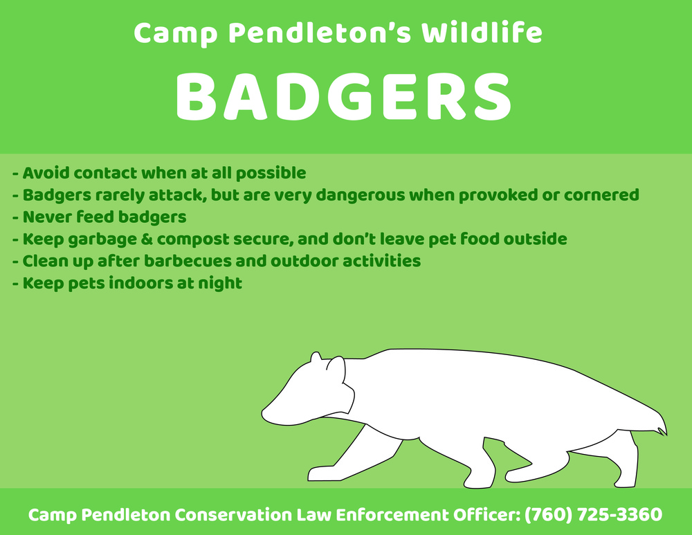 Camp Pendleton&amp;#39;s Wildlife: Badgers