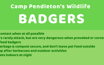 Camp Pendleton&amp;#39;s Wildlife: Badgers