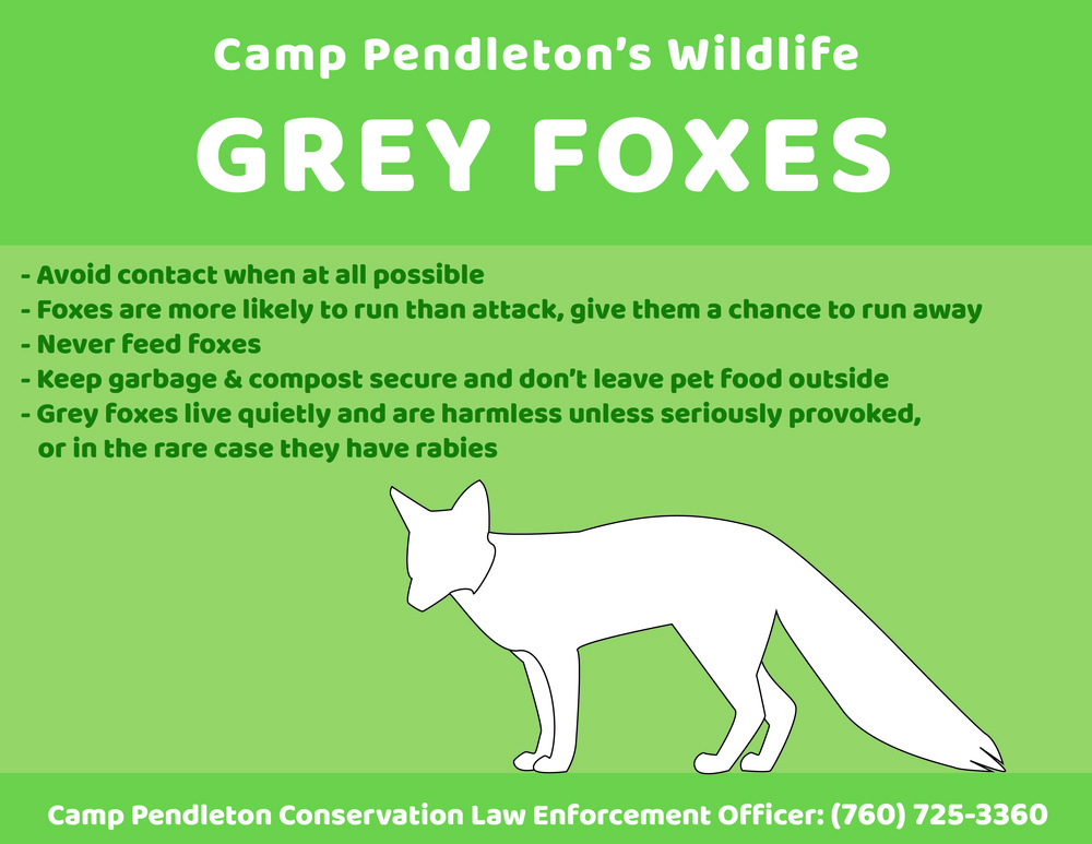 Camp Pendleton&amp;#39;s Wildlife: Grey Foxes