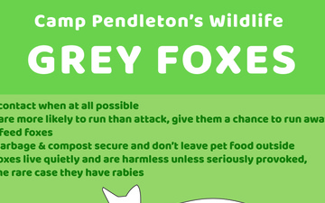 Camp Pendleton&amp;#39;s Wildlife: Grey Foxes