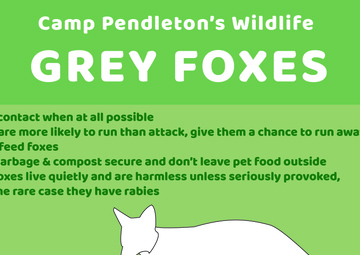 Camp Pendleton&amp;#39;s Wildlife: Grey Foxes