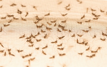 World Mosquito Day 2021