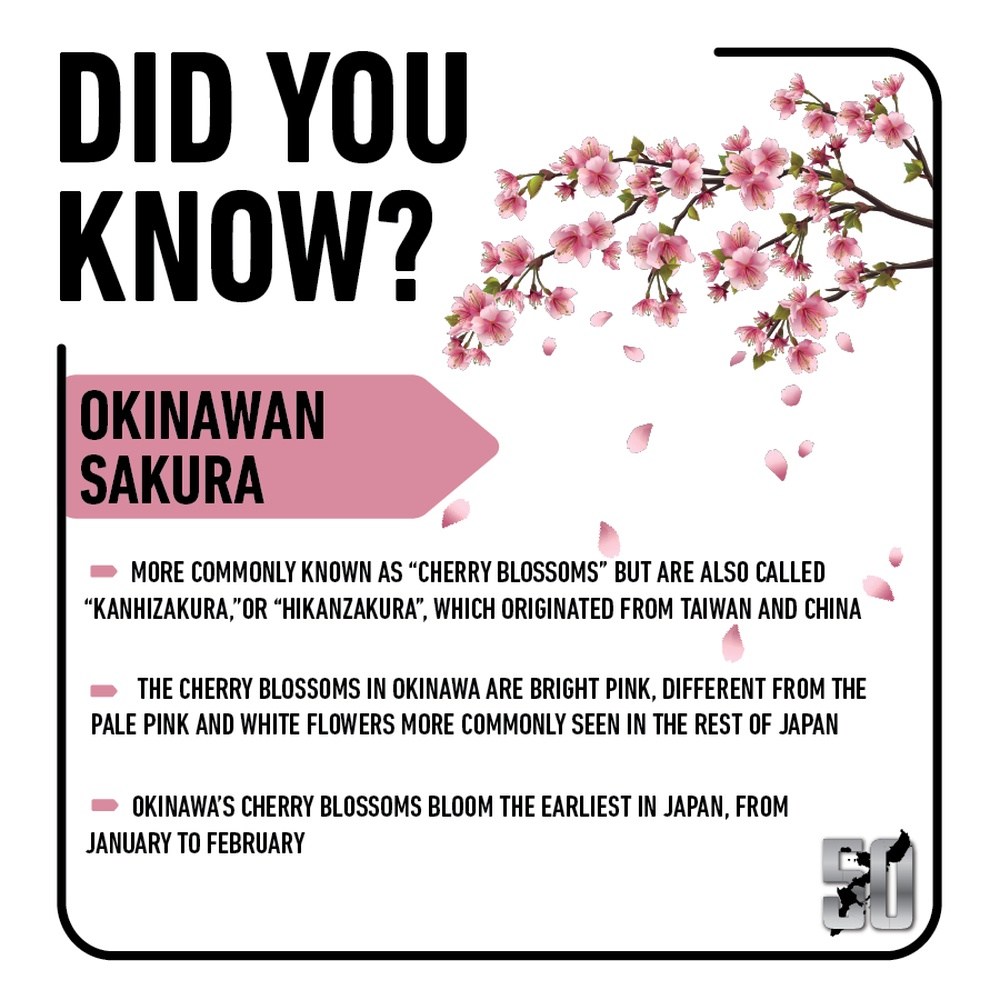 Okinawan Sakura | Okinawa 50th Reversion Graphics