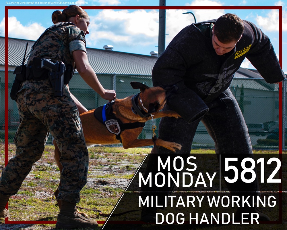 Military working dog handler military occupational specialty