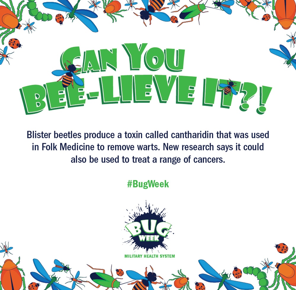 Can You Bee-lieve It?! Blister beetle social media graphic