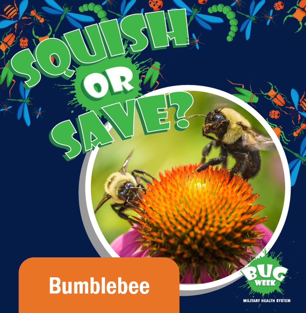 Squish or Save bumblebee question