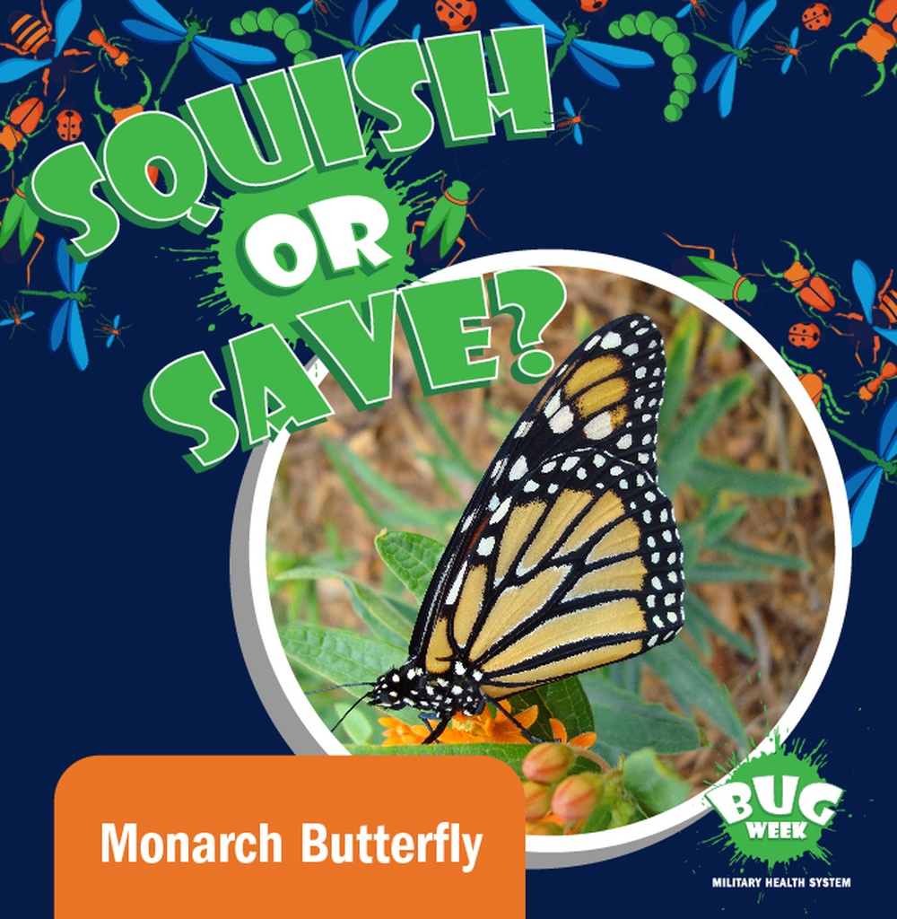 Squish or Save monarch butterfly question