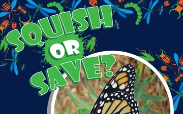 Squish or Save monarch butterfly question