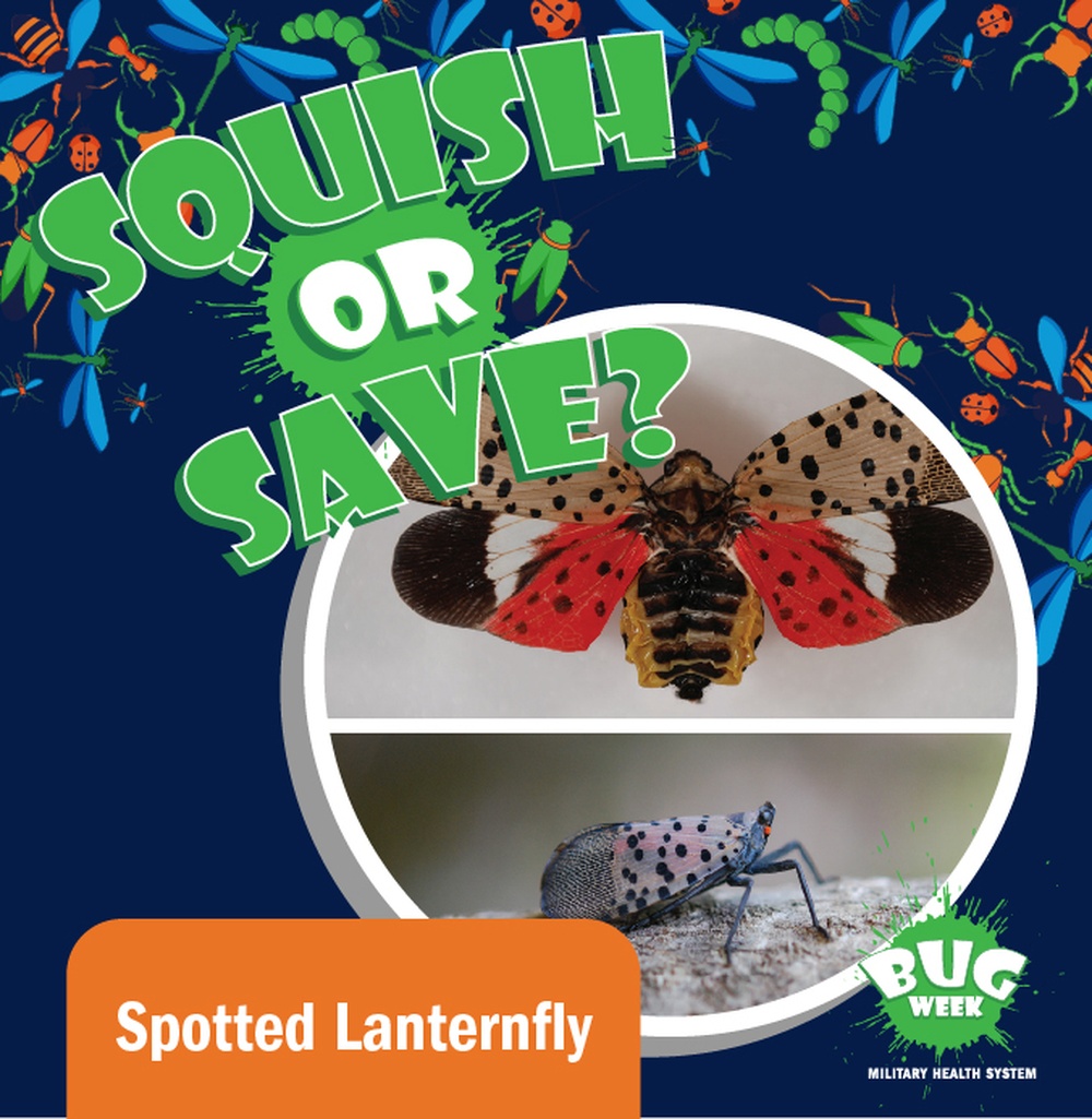 Squish or Save monarch spotted lanternfly question