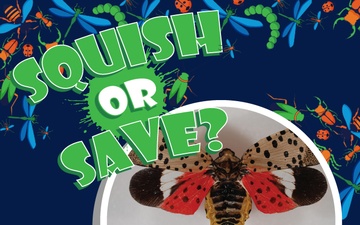 Squish or Save monarch spotted lanternfly question