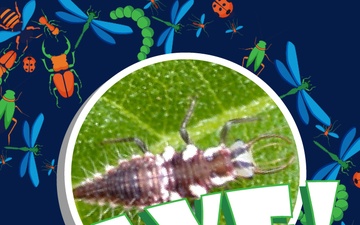 Squish or Save lacewing answer