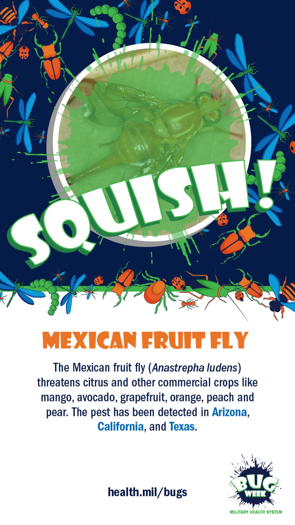 Squish or Save Mexican fruit fly answer