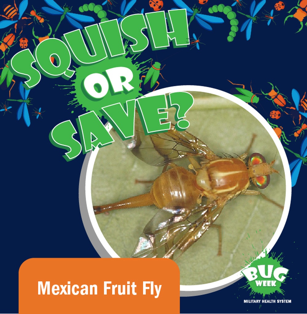 Squish or Save Mexican fruit fly question