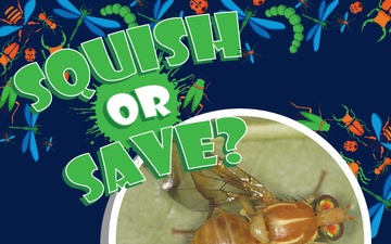 Squish or Save Mexican fruit fly question