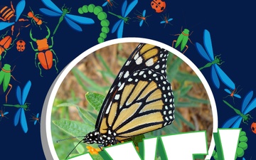 Squish or Save monarch butterfly answer