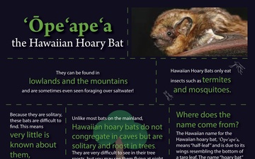 Bat Pupping Season Infographic