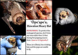 Bat Pupping Season Graphic for Facebook