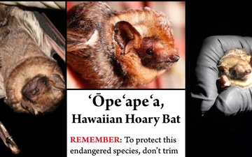 Protecting the Hawaiian Hoary Bat During Pupping Season