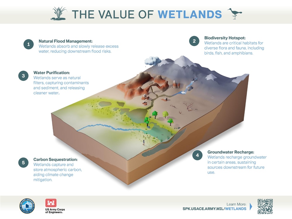 The Value of Wetlands Infographic
