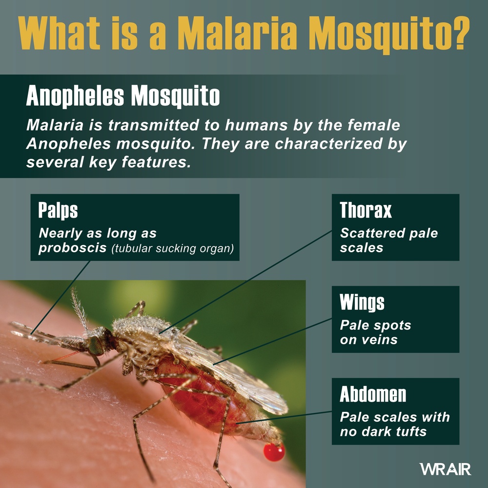 World Malaria Day 2024 - Anopheles