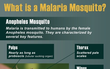 World Malaria Day 2024 - Anopheles