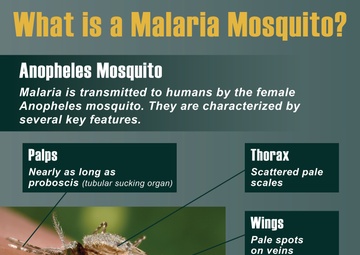 World Malaria Day 2024 - Anopheles