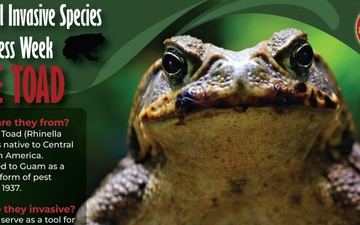 Cane Toad National Invasive Species Awareness Week: Cane Toad