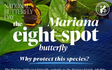 National Butterfly Day, the Mariana eight – spot butterfly