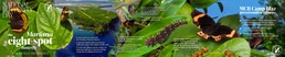 National Butterfly Day, the Mariana eight – spot butterfly