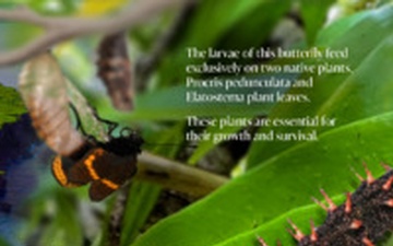 Camp Blaz Environmental and Range staff work together to protect endemic butterfly