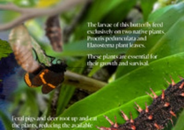 Camp Blaz Environmental and Range staff work together to protect endemic butterfly