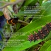 National Butterfly Day, the Mariana eight – spot butterfly