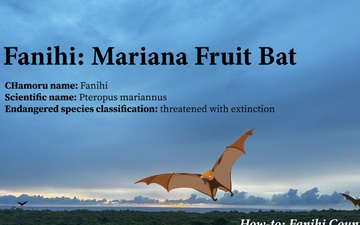 The Mariana Fruit Bat: Guam’s cultural and environmental bridge